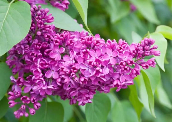 丁香花是什么花？