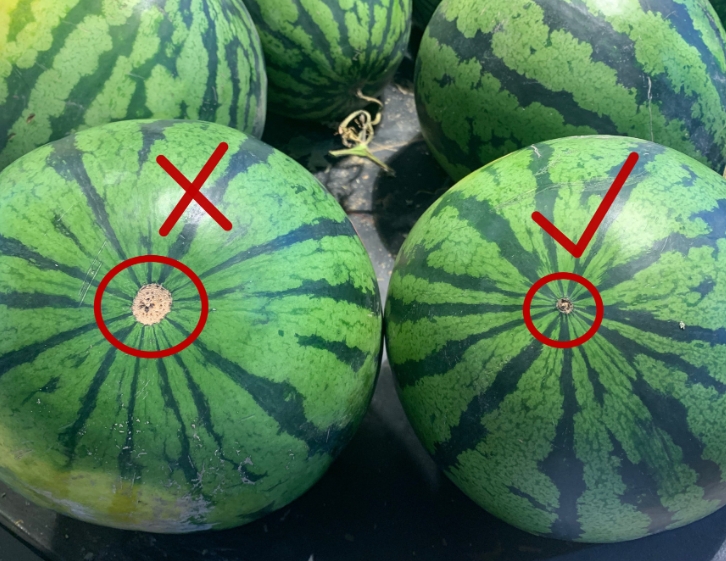 1712019487956716.jpg 如何挑到又甜又好吃的西瓜秘诀.jpg