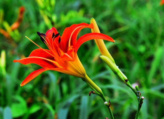 中国的母亲之花是什么花？