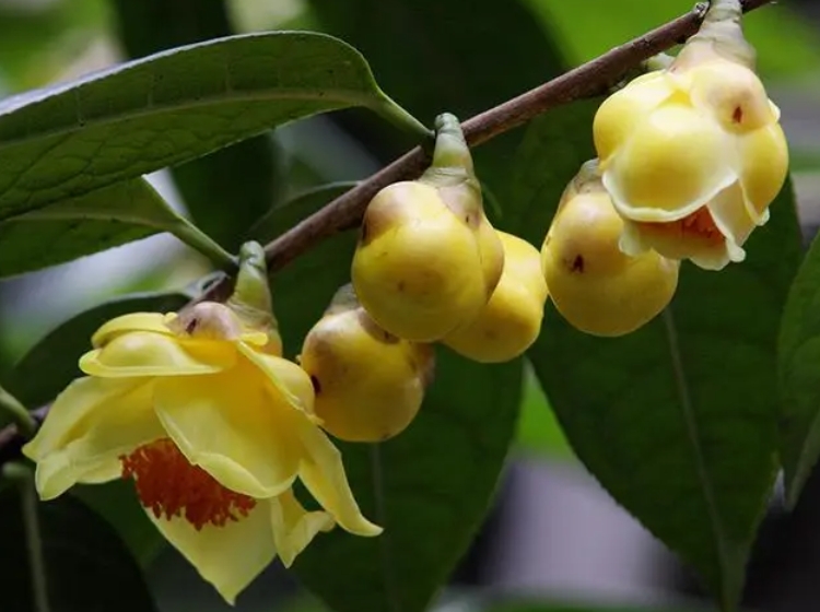 金花茶有什么药用价值？金花茶和金茶花有什么区别？