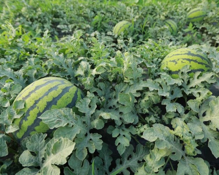 用保鲜膜将西瓜密封后放入冰箱隔夜第二天吃了对身体有伤害没？