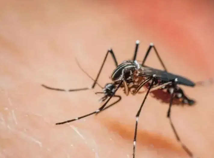 什么是登革热？如何去预防登革热呢？