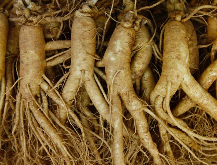 为什么说人参不能和白萝卜一起吃.jpg