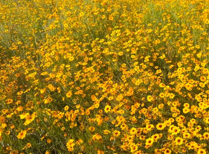 雪菊属于什么茶？雪菊有什么功效和作用？