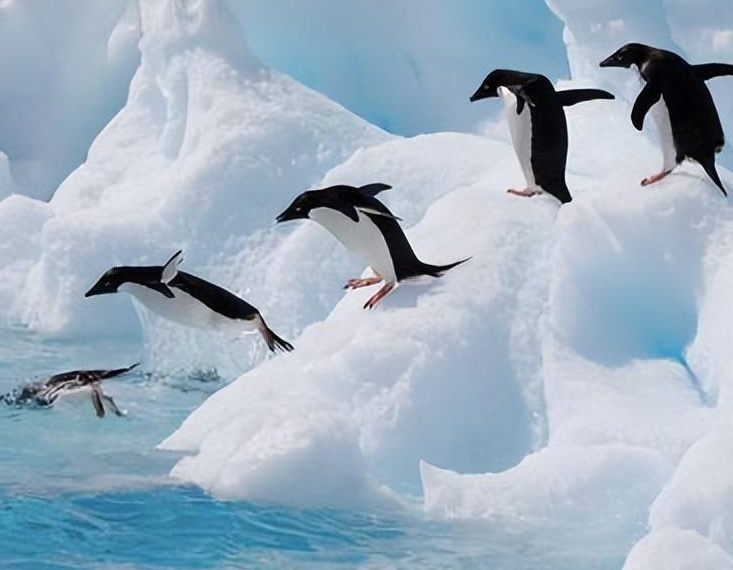 企鹅是南极还是北极的特有动物？