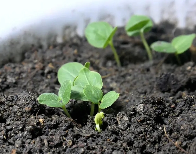 种子发芽的条件有哪些？