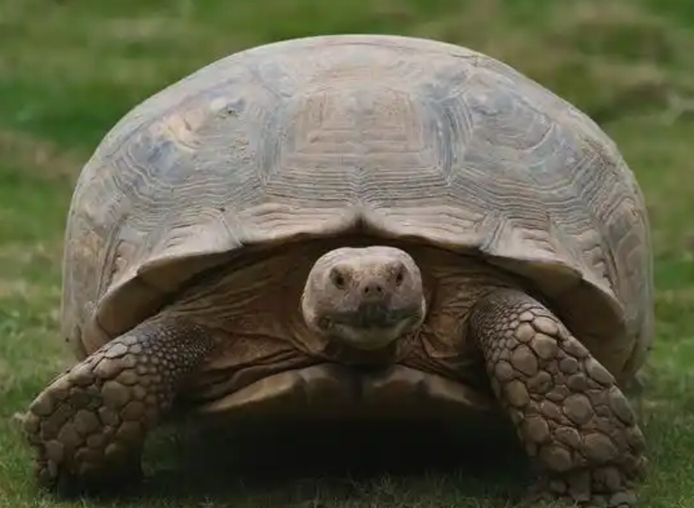 乌龟是世界上寿命最长的动物吗？
