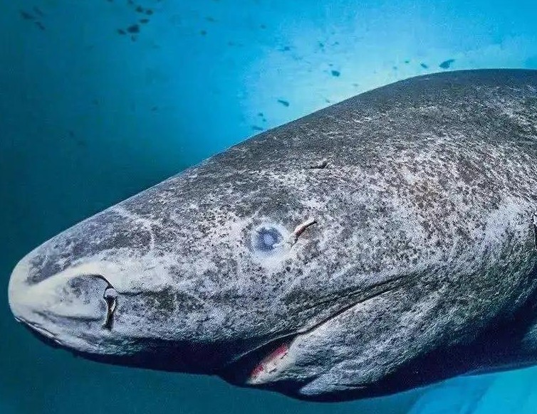 格林兰鲨能活多少年？