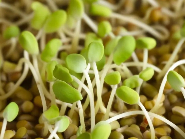 黄豆芽和绿豆芽哪个营养价值高？