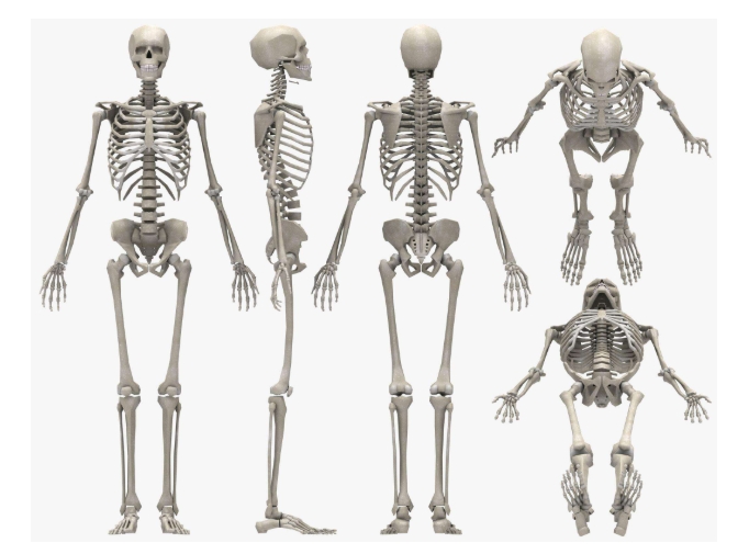 人体有多少块骨头？