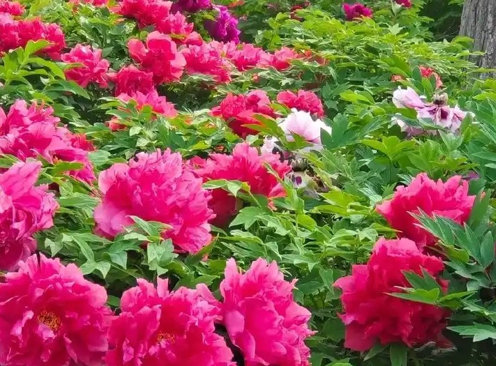 国色天香说的是哪种花？