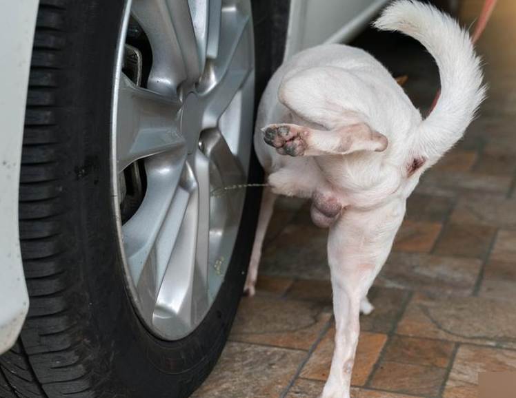 汽车轮胎经常被狗狗尿会被腐蚀吗？